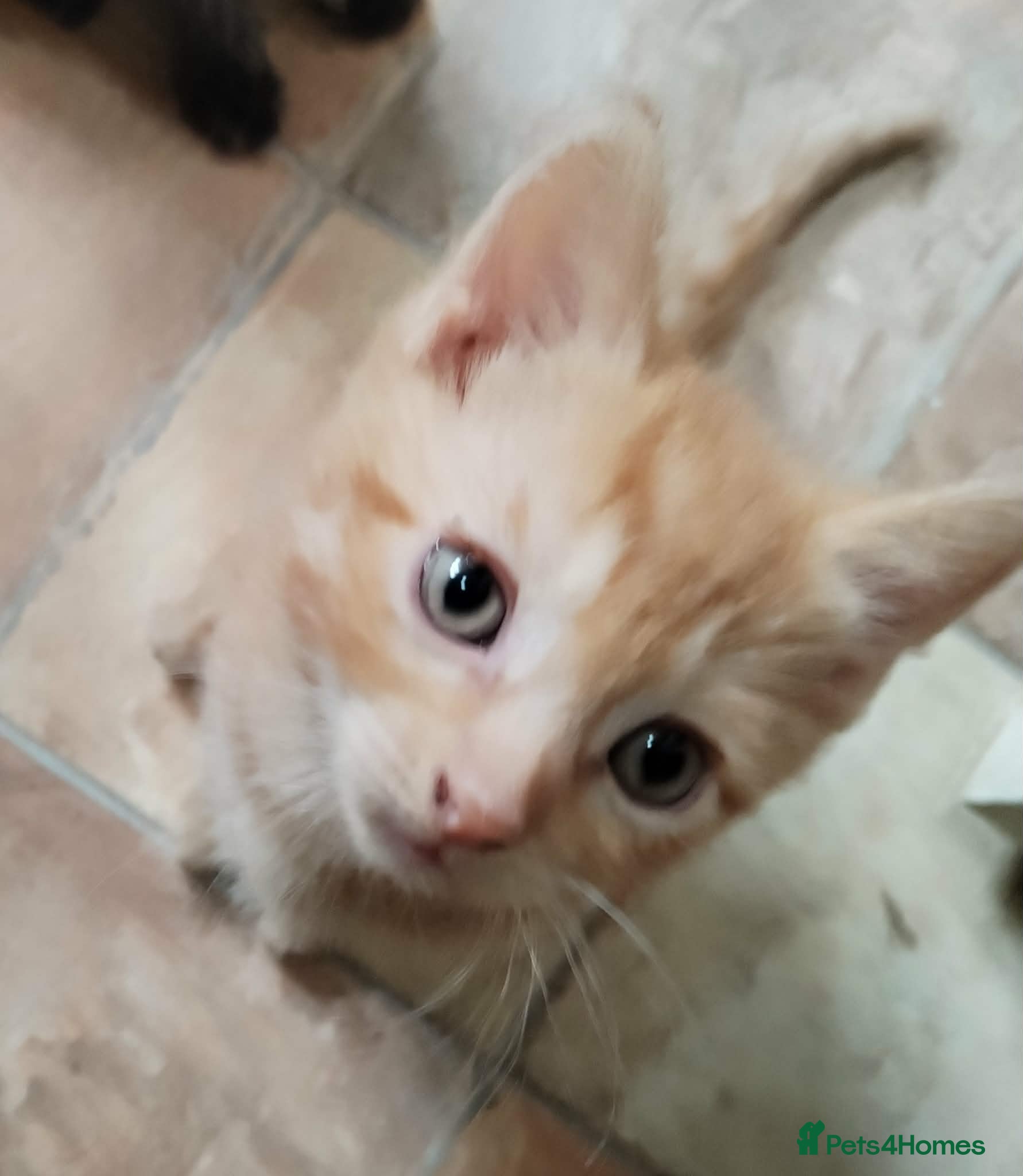 British Shorthair cats for sale: British short hair kittens in Cleckheaton - Advert 5