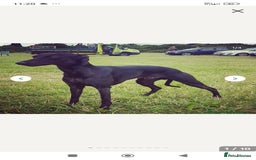 Mixed Breed dogs for sale: 3/4 bedlington whippet pups. - Image 3