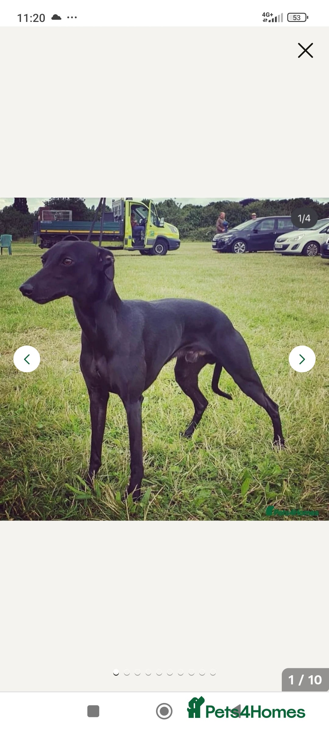 Mixed Breed dogs for sale: 3/4 bedlington whippet pups. - Image 3