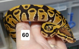 Python Snake reptiles for sale: Hatchling Royal Python's  - Image 26