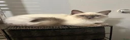 Ragdoll cats for sale: 6x blue eyes ragdoll kittens in Bournemouth - Advert 1