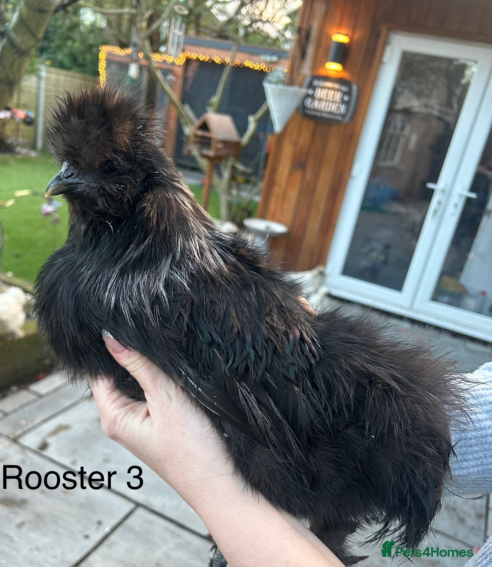 Chickens poultry Silkie Chickens - Advert 18