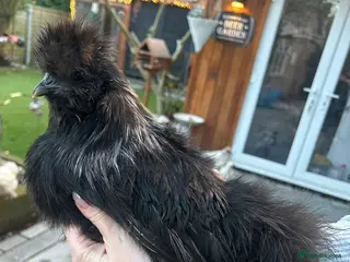 Chickens poultry Silkie Chickens - Advert 18