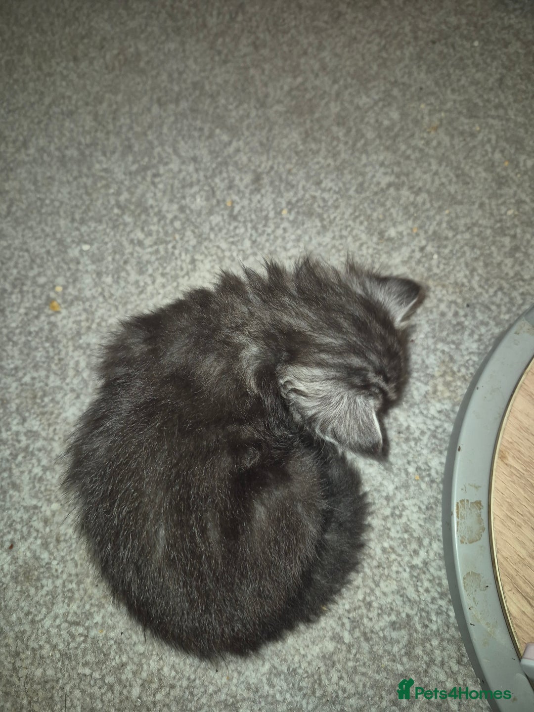 Maine Coon cats for sale: Beautiful Maine Coon Floofs - Image 10
