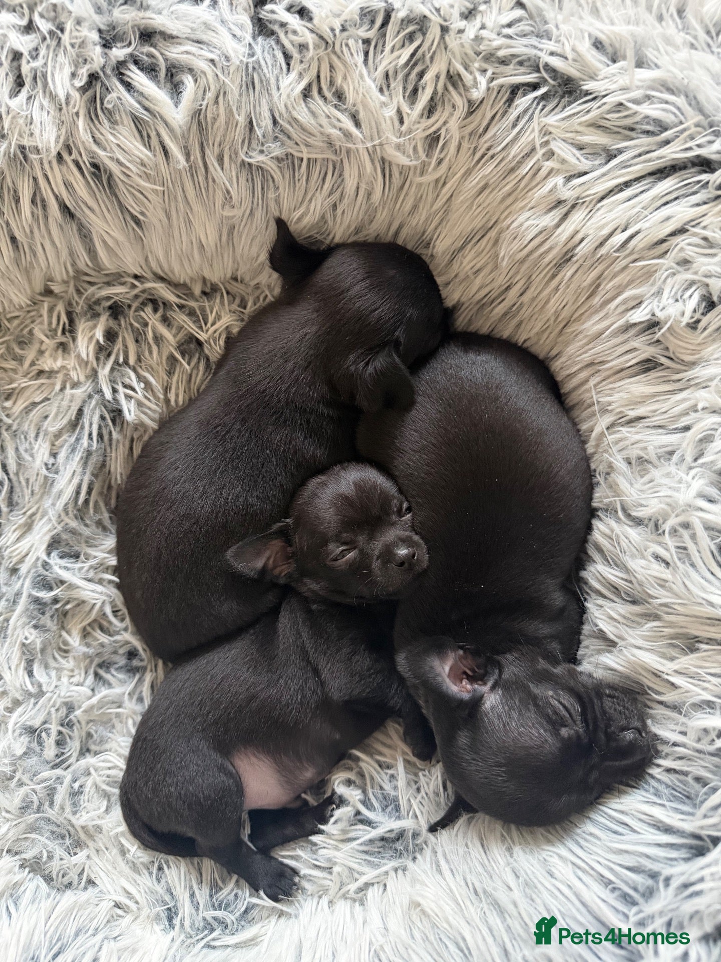 Chihuahua dogs Black grey rare chihuahua pups, healthy parents N1 - Advert 2