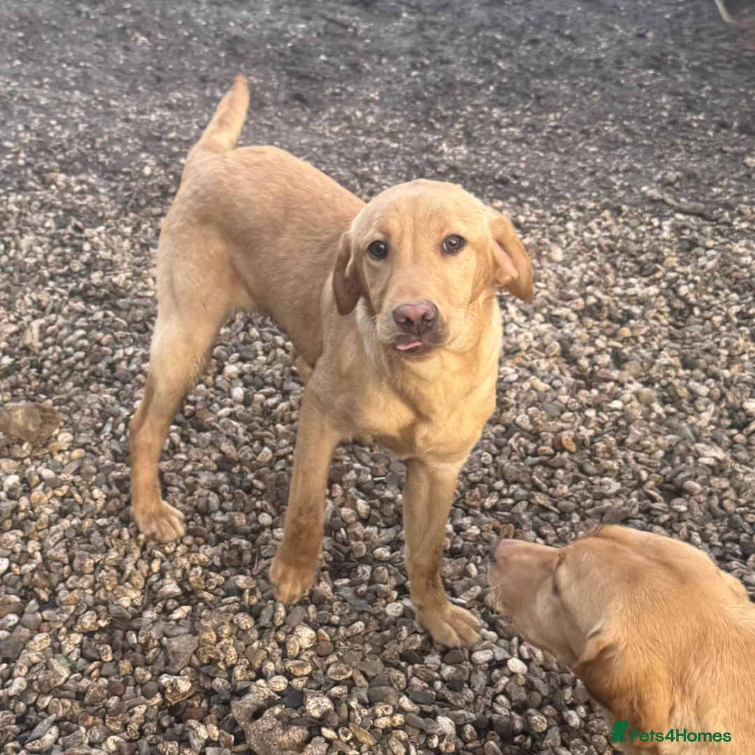 Labrador Retriever dogs for sale: 🧡 Older Yellow & Red RKC Labrador Boys 💛 - Advert 38