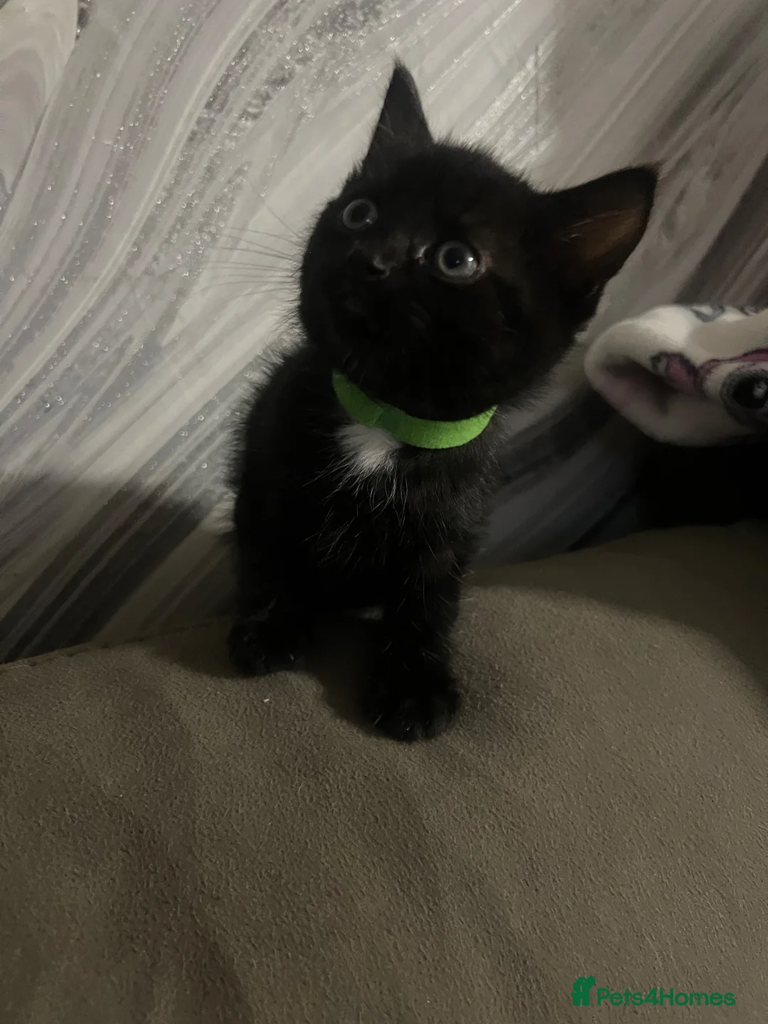 Ojos Azules cats for sale: Beautiful kittens  - Advert 2