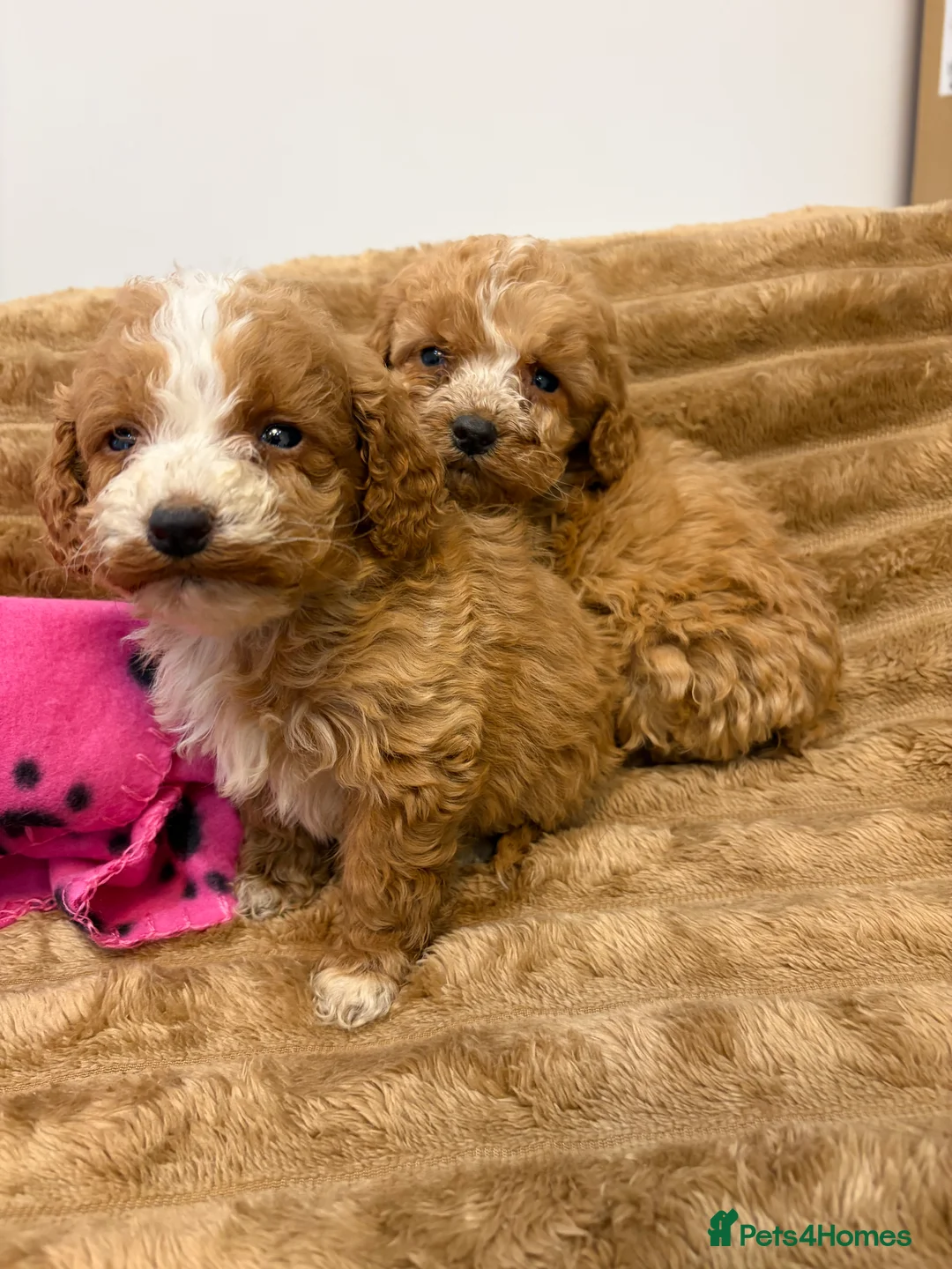 Cockapoo dogs for sale: 🐾STUNNING COCKERPOOS F1 REGISTERED BREEDER🐾 - Advert 12