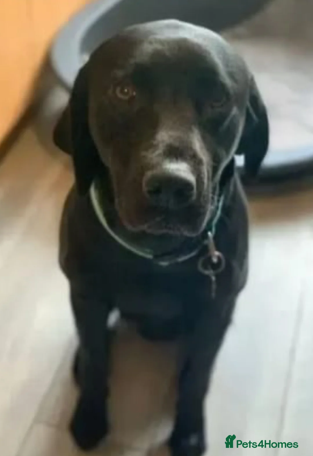 Labrador Retriever dogs for stud: 🐶✨KC reg handsome boy for stud✨🐶 in Blackburn - Advert 2