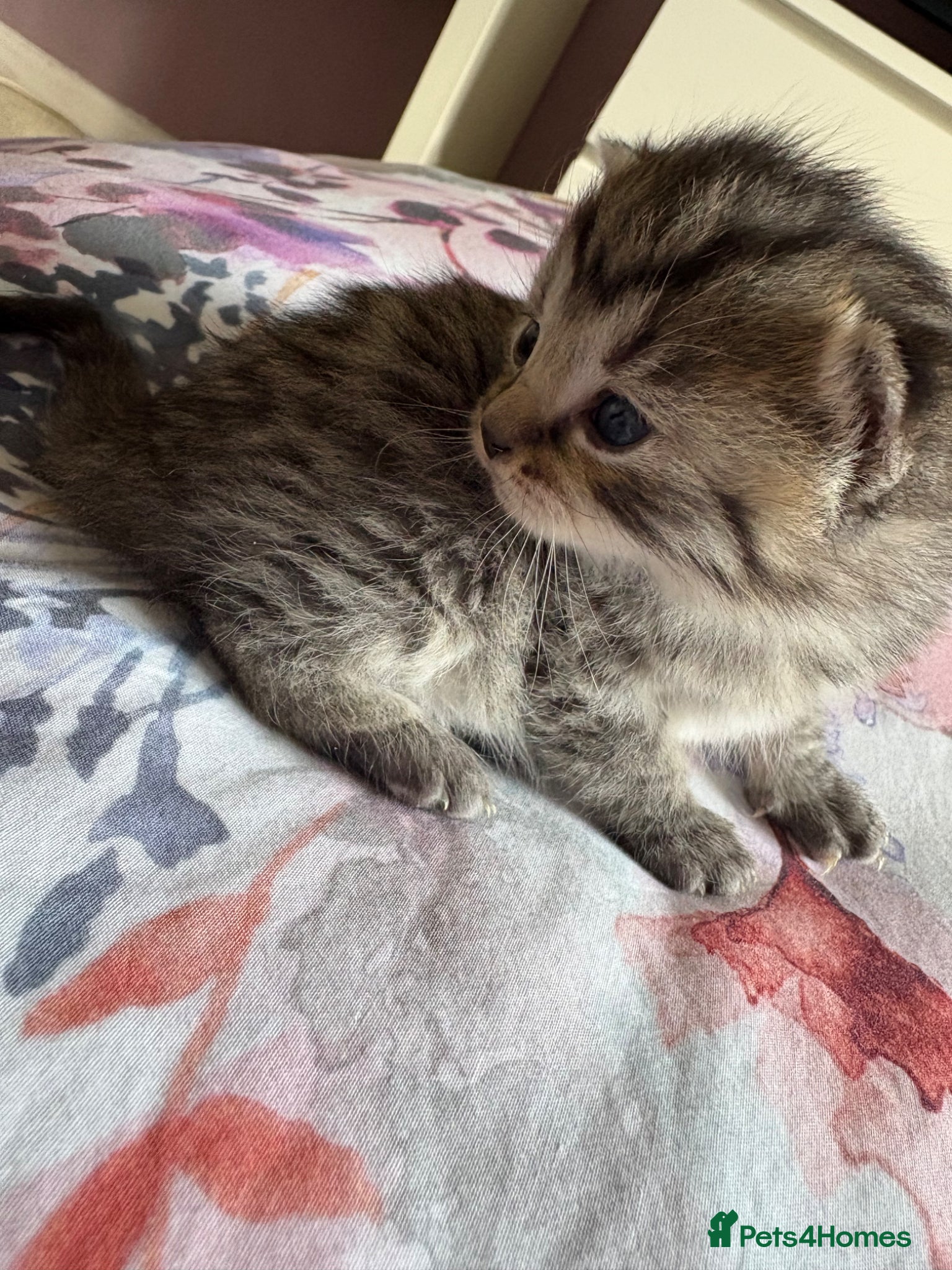 Mixed Breed cats 5 beautiful kittens looking for forever home - Advert 16