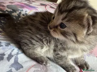 Mixed Breed cats 5 beautiful kittens looking for forever home - Advert 8