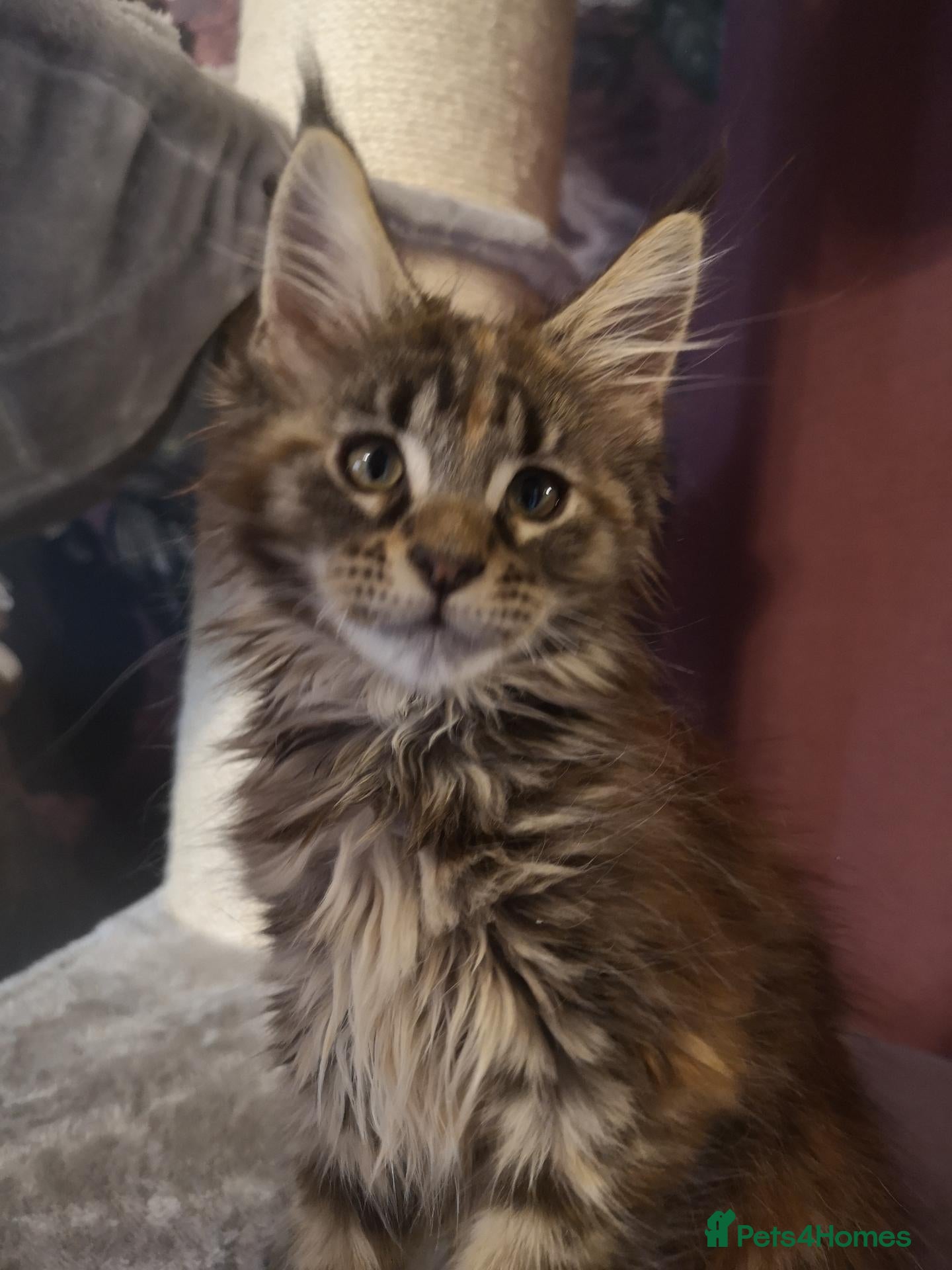 Maine Coon cats Tica, Health Checked Maine Coon kittens - Advert 2