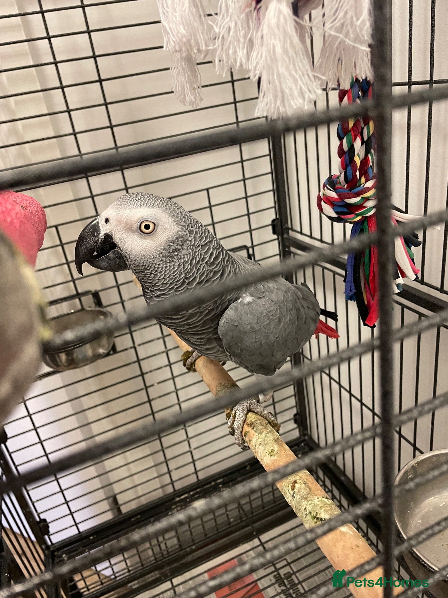 Parrots birds Tame and talktive African grey  - Advert 7