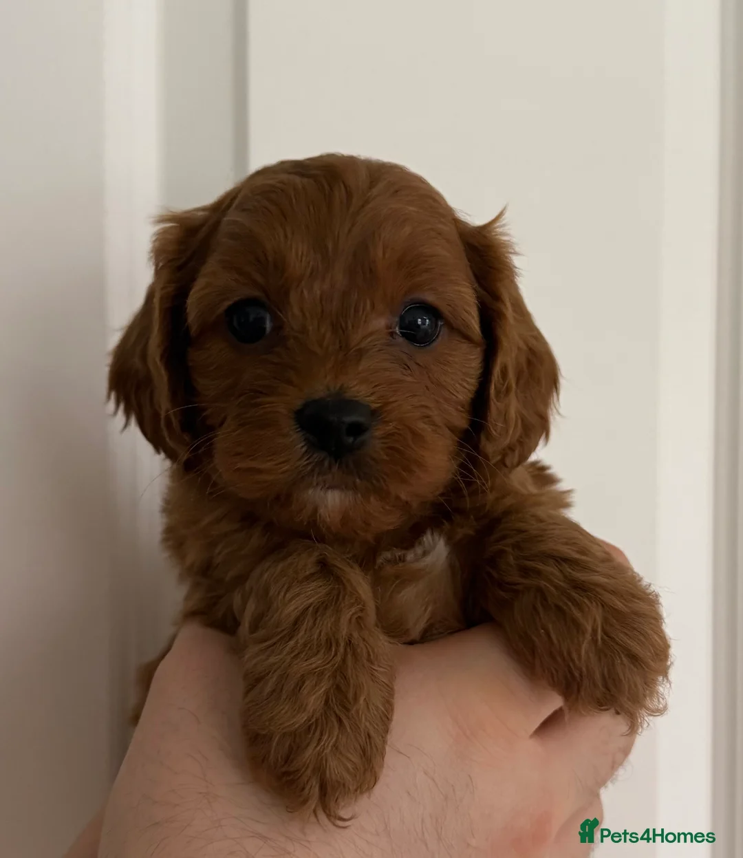 Cavapoo dogs for sale: Beautiful f1 cavapoo puppies  - Advert 10