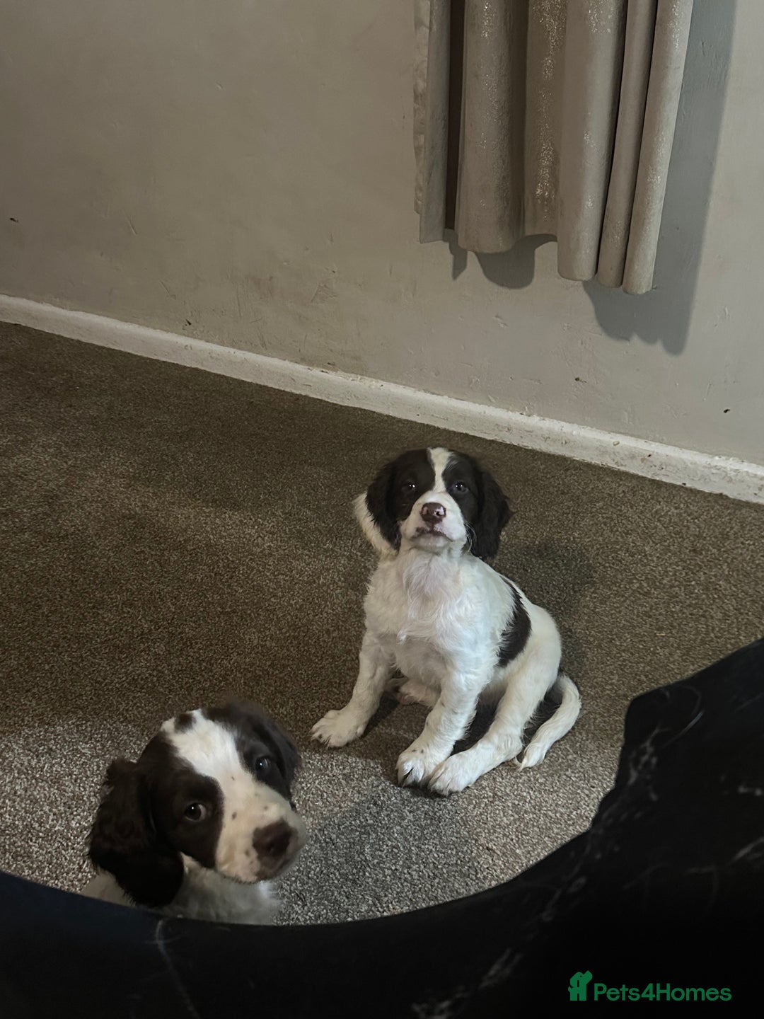 English Springer Spaniel dogs for sale: 7 beautiful springer spaniels - Image 9