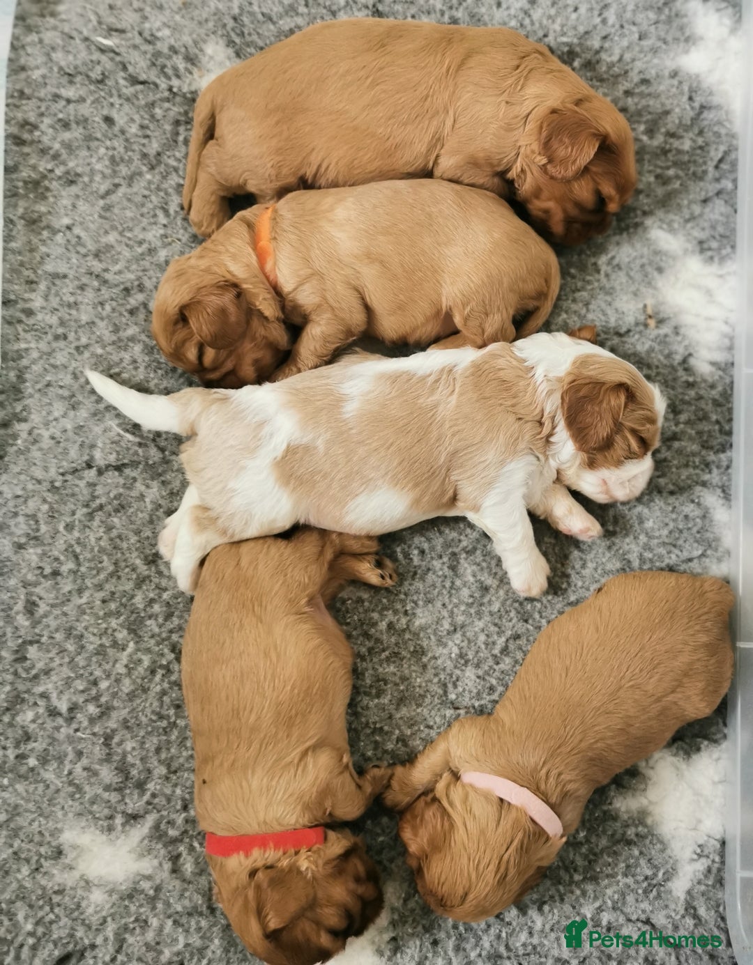 Cavalier King Charles Spaniel dogs for sale: KC health tested cavalier puppies - Image 8
