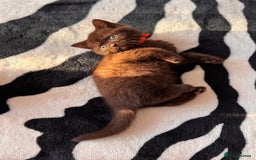 British Shorthair cats for sale: All have an new home  ❤️‍🔥💝  - Image 17