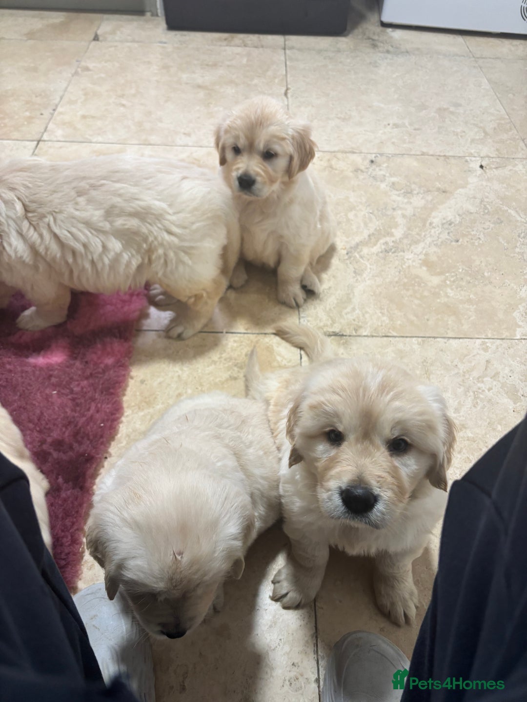 Golden Retriever dogs for sale: Golden retriever puppies  - Advert 12