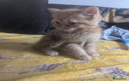 Mixed Breed cats for sale: Kitten ready to leave - Image 4