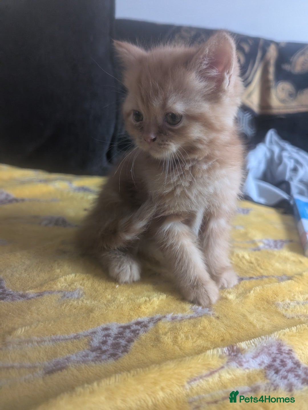 Mixed Breed cats for sale: Kitten ready to leave - Image 4