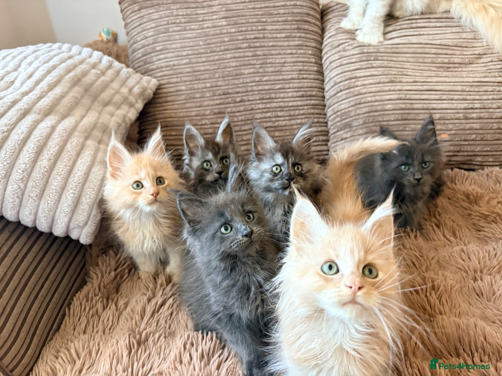 Maine Coon cats Tica registered mainecoon kittens (some polys)  - Advert 1