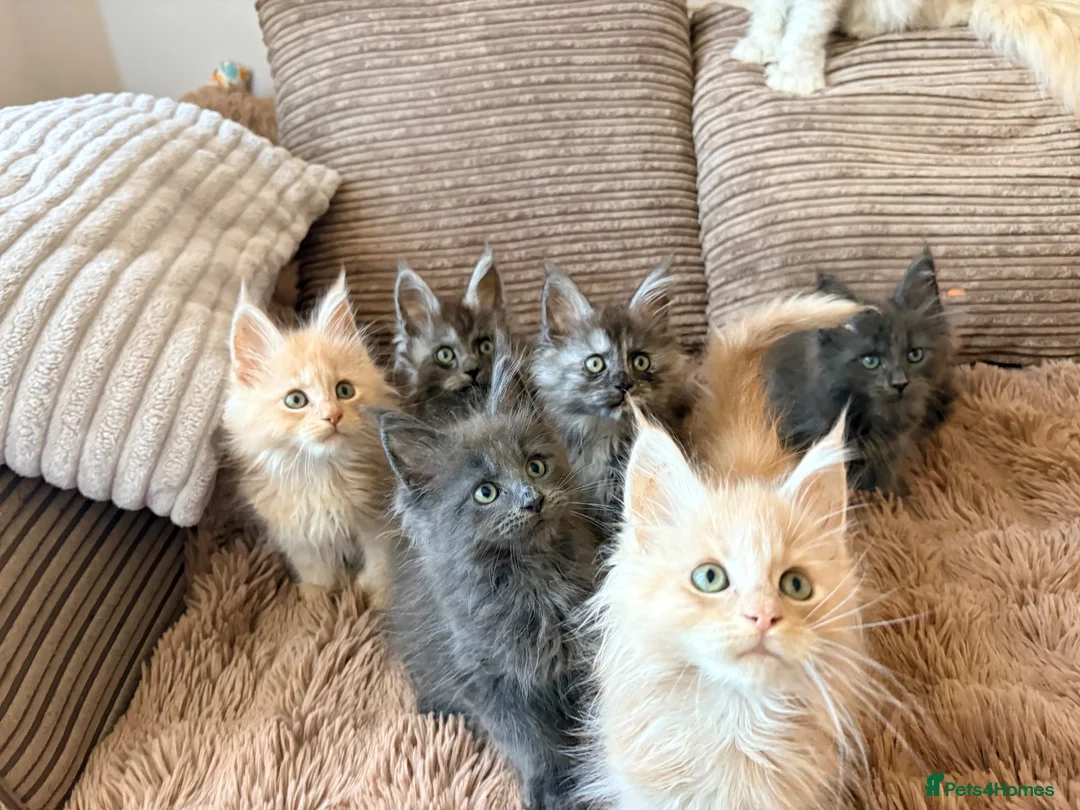 Maine Coon cats for sale: Tica registered mainecoon kittens (some polys)  - Advert 1