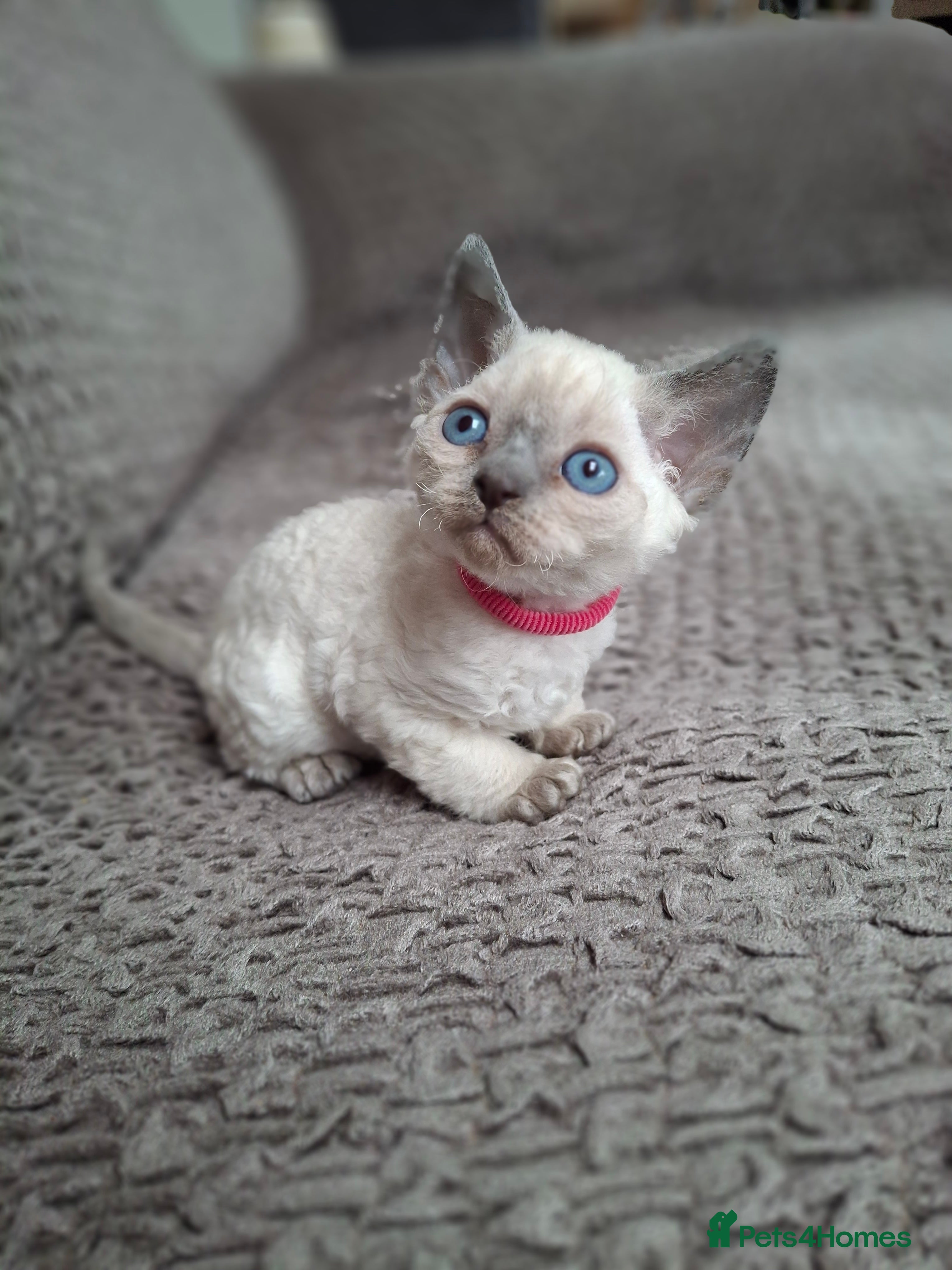 Devon Rex cats 🌸 Wonderful Devon Rex Kittens FIFE registered  🌸 - Advert 1