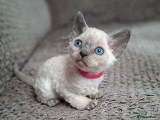 Devon Rex cats 🌸 Wonderful Devon Rex Kittens FIFE registered 🌸 - Advert 3