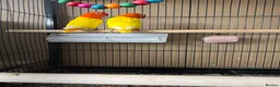 Lovebirds birds for sale: Lutino for sale - Advert 5