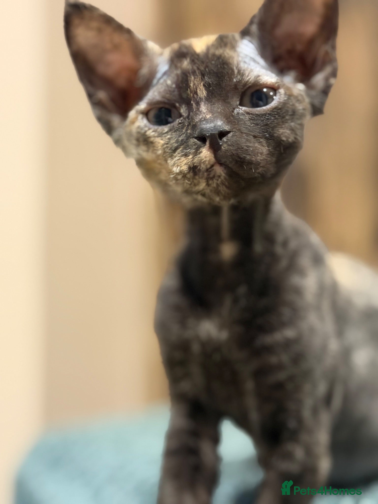 Devon Rex cats for sale: READY NOW!  GCCF reg Devon Rex kittens - Advert 2