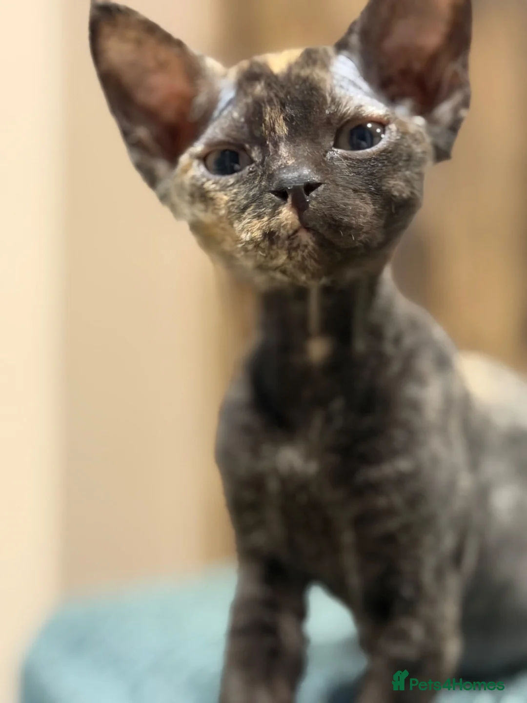 Devon Rex cats for sale: Ready July 22nd GCCF reg Devon Rex kittens - Advert 1
