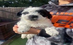 Mixed Breed dogs for sale: Cockapoo x Maltese (Maltipoo) - Image 18
