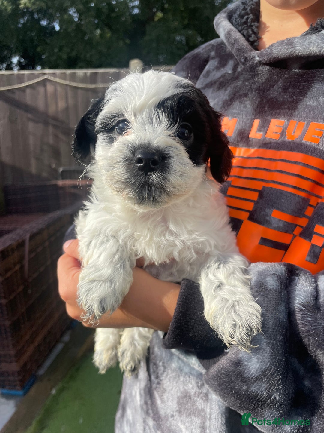 Mixed Breed dogs for sale: Cockapoo x Maltese (Maltipoo) - Image 18