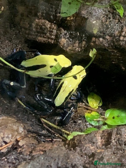 Frog reptiles 3 x Citronella Dart Frogs - Advert 1