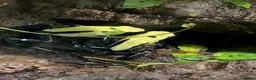 Frog reptiles for sale: 3 x Citronella Dart Frogs - Advert 1
