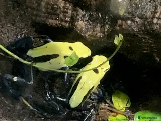 Frog reptiles 3 x Citronella Dart Frogs - Advert 1