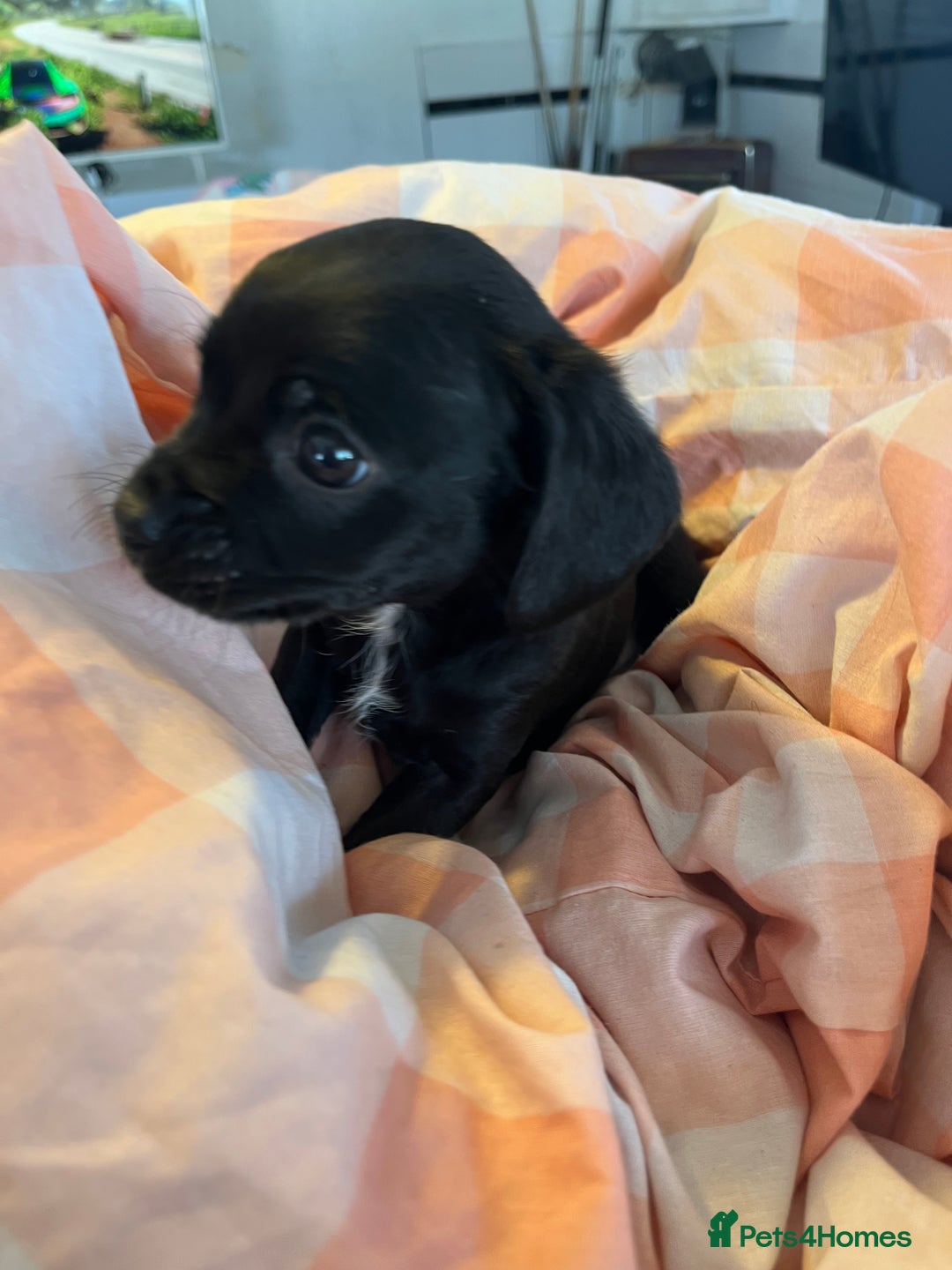 Cavalier King Charles Spaniel dogs for sale: Cavalier , King Charles/ Jack Russel Puppies - Image 13
