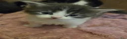 Maine Coon cats for sale: Maine cooin - Advert 5