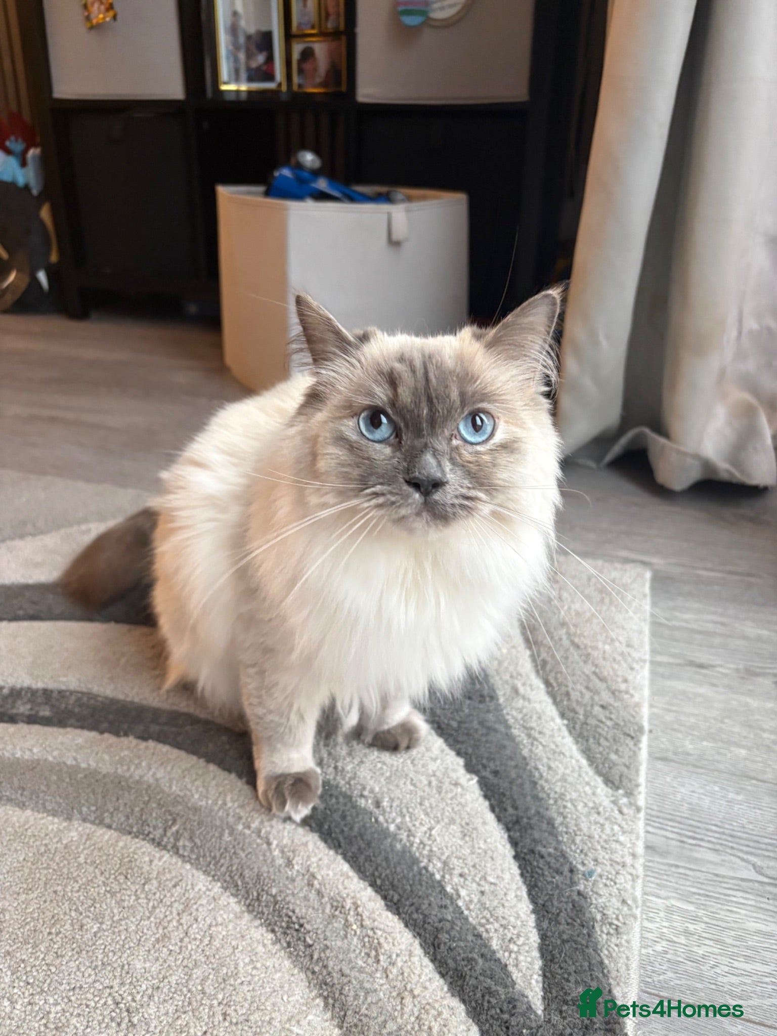 Ragdoll cats Beautiful Female Ragdoll For Sale - Advert 8
