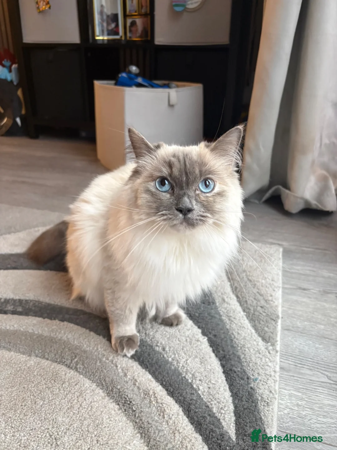 Ragdoll cats for sale: Beautiful Female Ragdoll For Sale - Advert 1