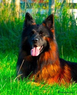German Shepherd dogs Enzo  - Advert 1