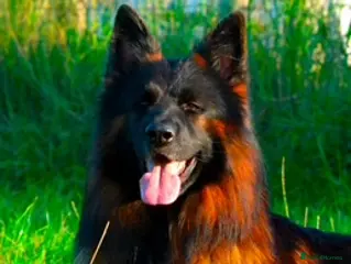 German Shepherd dogs Enzo - Advert 1