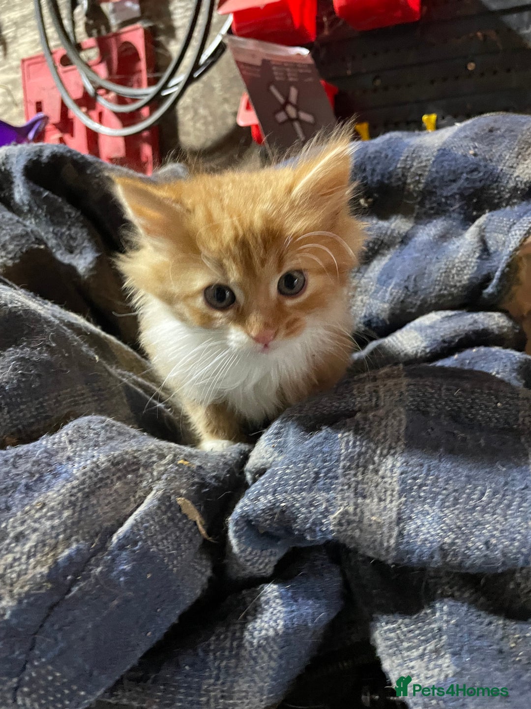 Mixed Breed cats for sale: Ginger farm kittens for sale  - Image 5