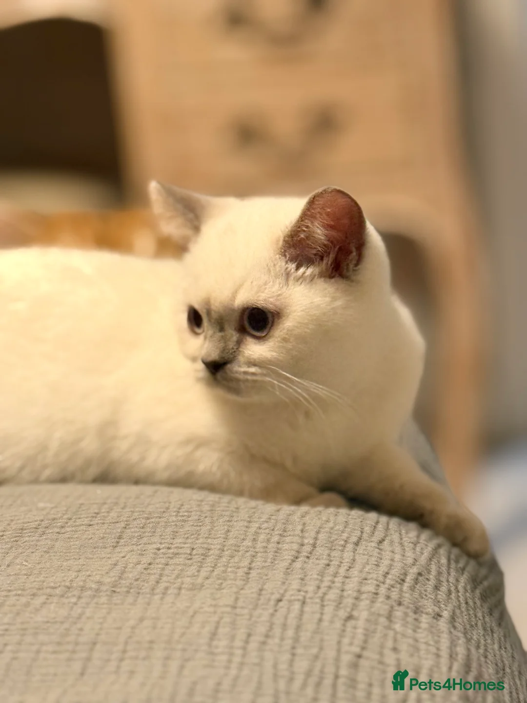 British Shorthair cats for sale: Lilac point female gccf reg - Advert 4