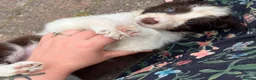 Border Collie dogs for sale: Red and white border collie puppies  in Rugeley - Advert 2