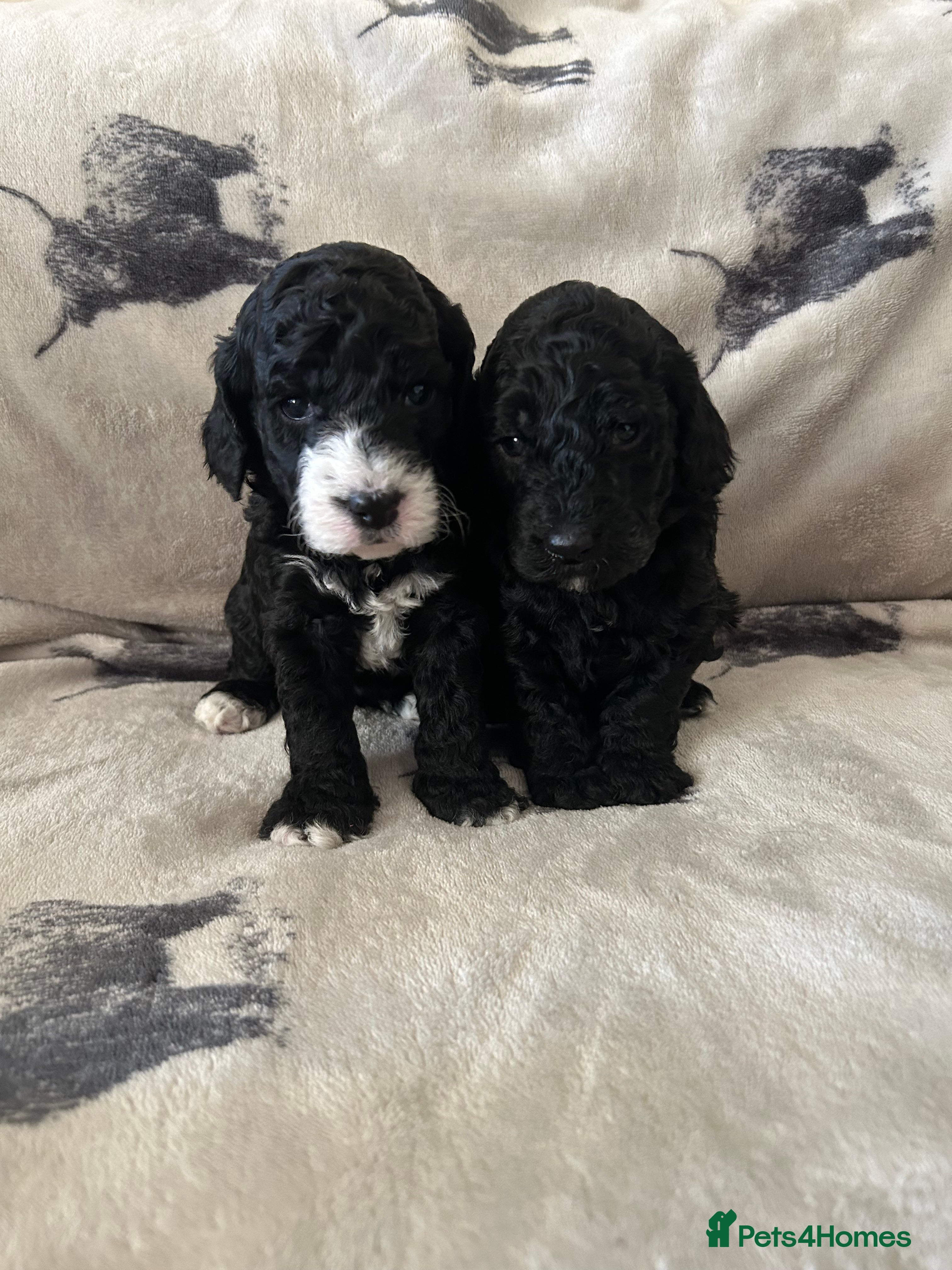 Mixed Breed dogs Beautiful miniature labradoodle puppies  - Advert 5