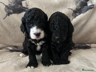 Mixed Breed dogs Beautiful miniature labradoodle puppies - Advert 13
