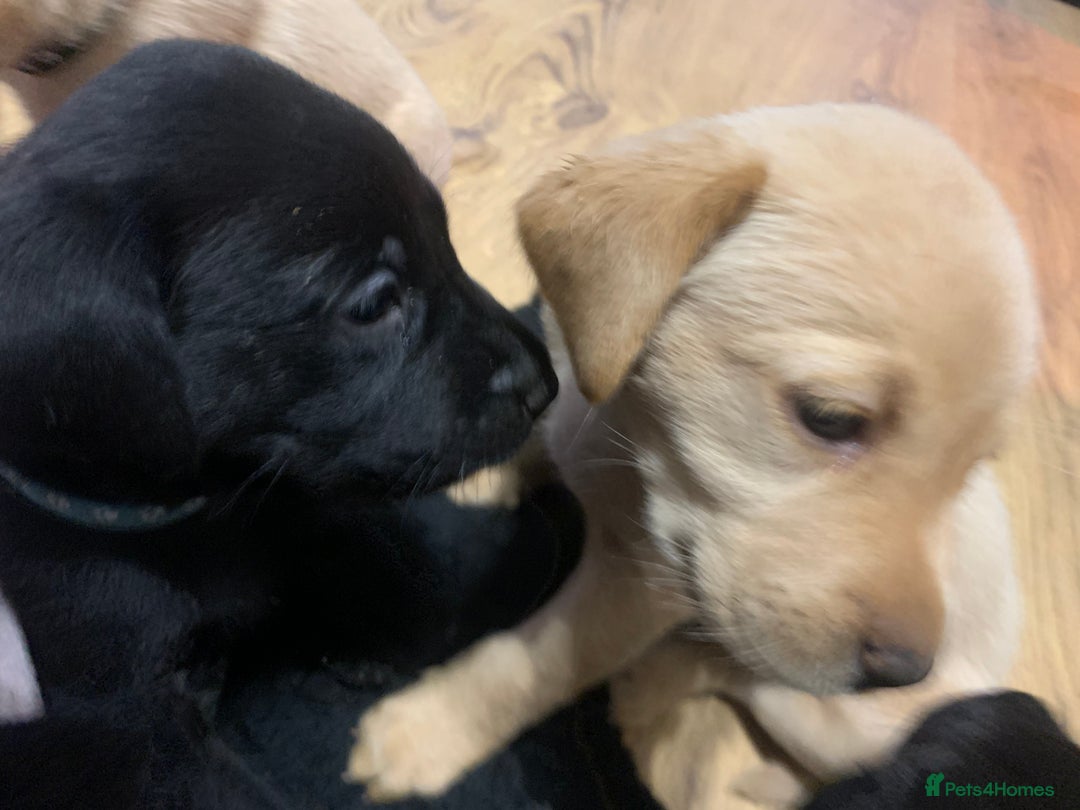 Labrador Retriever dogs for sale: KC Labrador puppies Ready now 🐾Fully vaccinated  in Skegness - Image 17