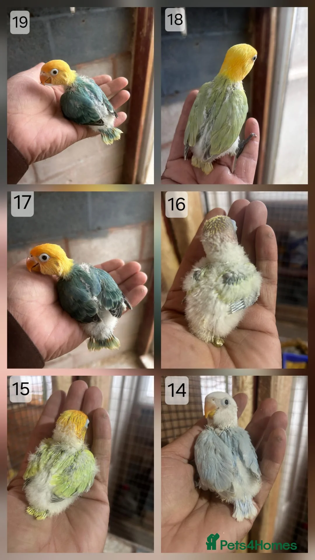 Lovebirds birds for sale: Beautiful Mutation fisher Lovebirds in Birmingham  - Advert 3