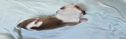 Mixed Breed dogs for sale: Beautiful American bulldog pups  - Advert 16